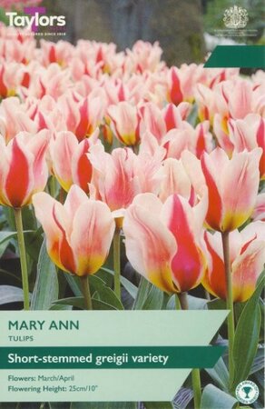 Tulip 'Mary Ann' (8 bulbs)