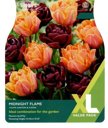 Tulip Midnight Flame XL - Image courtesy of Taylors Bulbs