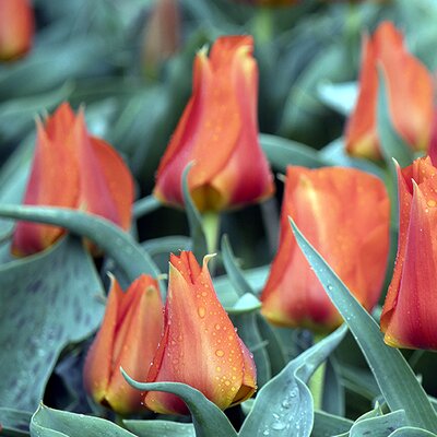 Tulip 'Miramare' - Public image under fair use