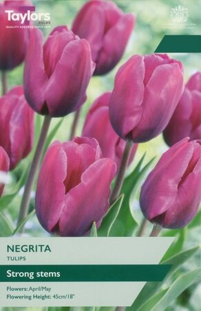 Tulip Negrita - Image courtesy of Taylors Bulbs