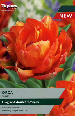 Tulip 'Orca'