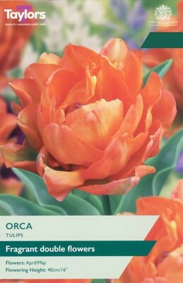 Tulip Orca - Image courtesy of Taylor's Bulbs