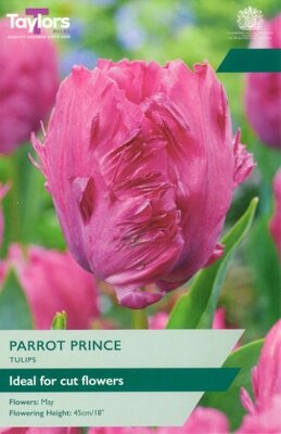 Tulip 'Parrot Prince'