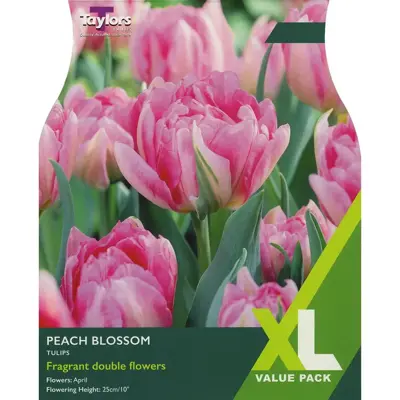 Tulip 'Peach Blossom' XL (15 bulbs)