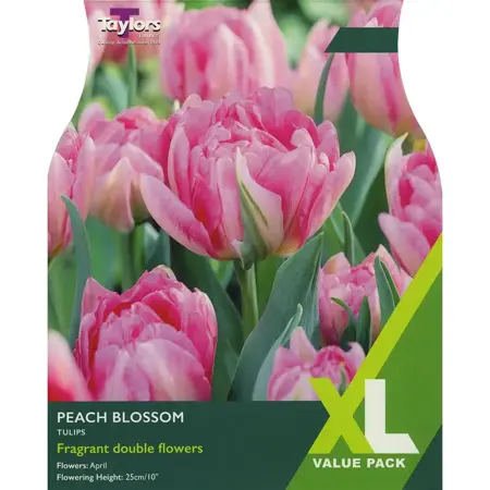 Tulip 'Peach Blossom' XL (12 bulbs)