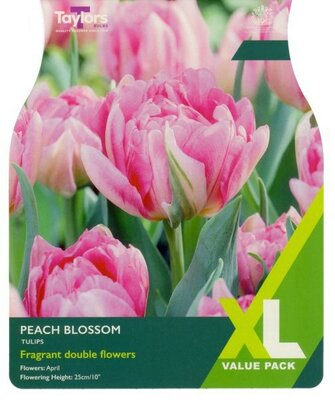 Tulip Peach Blossom XL - Image courtesy of Taylor's Bulbs