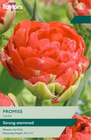 Tulip 'Promiss' (5 bulbs)