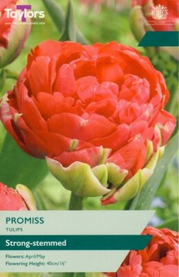 Tulip 'Promiss'