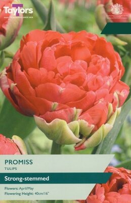 Tulip Promiss - Image courtesy of Taylor's Bulbs