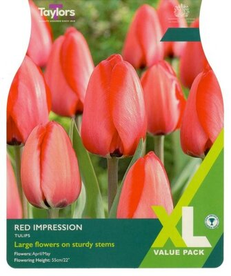 Tulip Red Impression XL - Image courtesy of Taylor's Bulbs