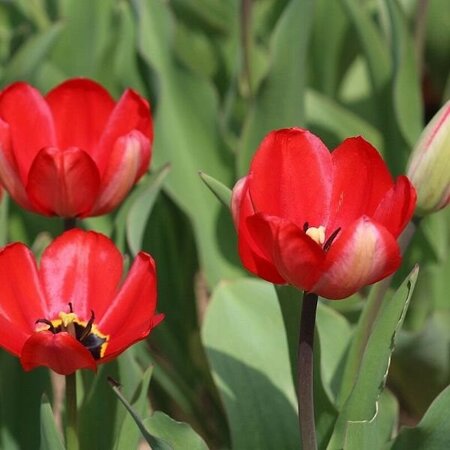 Tulip 'Red Impression' (1 bulb)