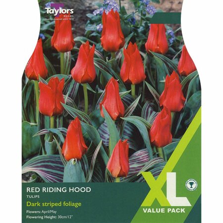 Tulip 'Red Riding Hood' XL (20 bulbs)