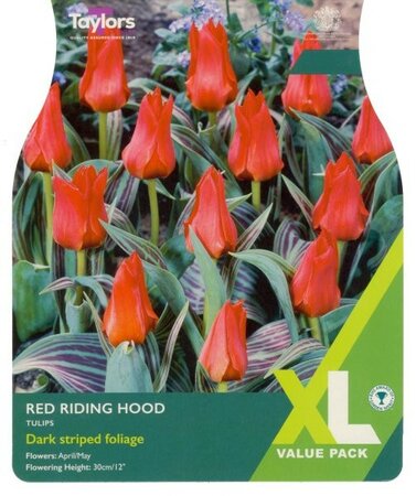 Tulip Red Riding Hood XL - Image courtesy of Taylor's Bulbs