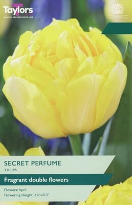 Tulip Secret Perfume - Image courtesy of Taylors Bulbs