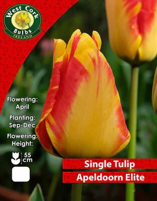 Tulip Single Apeldoorn's Elite - Image courtesy of West Cork Bulbs