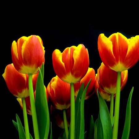 Tulip 'Single Early Flair' (Dwarf) - Photo by Mark Freeth (CC0)