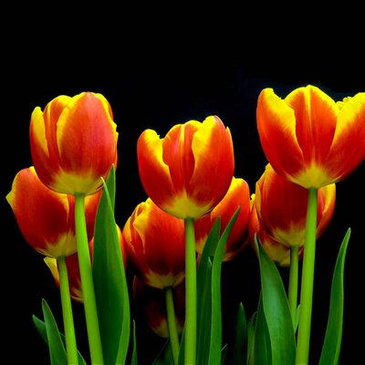 Tulip 'Single Early Flair' (Dwarf) - Photo by Mark Freeth (CC0)