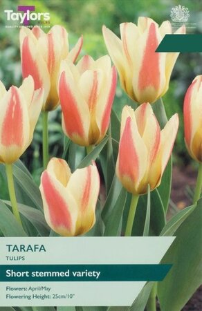Tulip Tarafa - Image courtesy of Taylors Bulbs