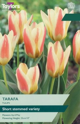Tulip Tarafa - Image courtesy of Taylors Bulbs