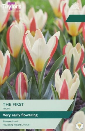 Tulip The First - Image courtesy of Taylor's Bulbs