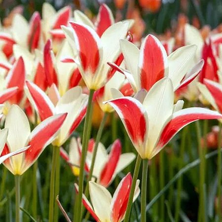 Tulip 'Tinka' - Extract of public image here under fair use