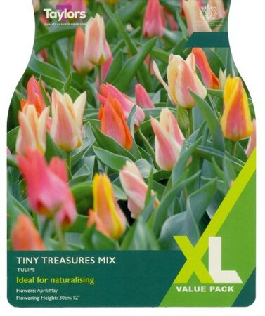 Tulip Tiny Treasures Mix XL - Image courtesy of Taylor's Bulbs