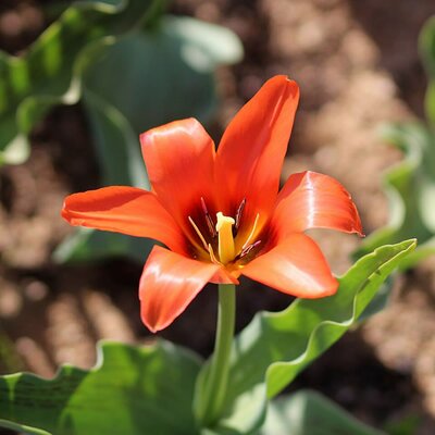 Tulip 'Toronto' - Photo by 'Retired electrician' (CC0)