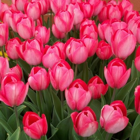 Tulip Van Eijk - Image courtesy of Taylors Bulbs