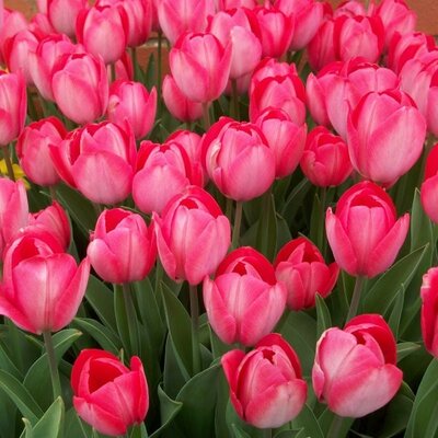 Tulip Van Eijk - Image courtesy of Taylors Bulbs
