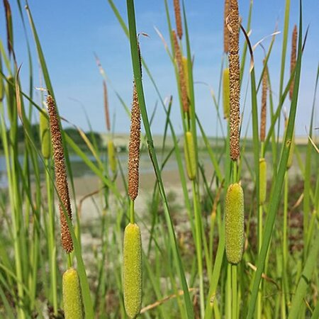 Typha laxmannii  - Photo by Stefan.lefnaer (CC BY-SA 4.0)
