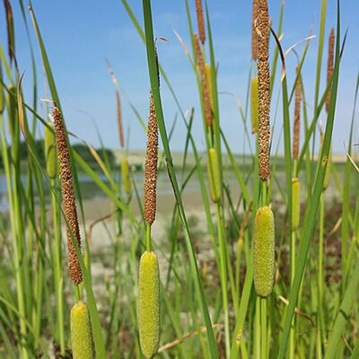 Typha laxmannii  - Photo by Stefan.lefnaer (CC BY-SA 4.0)