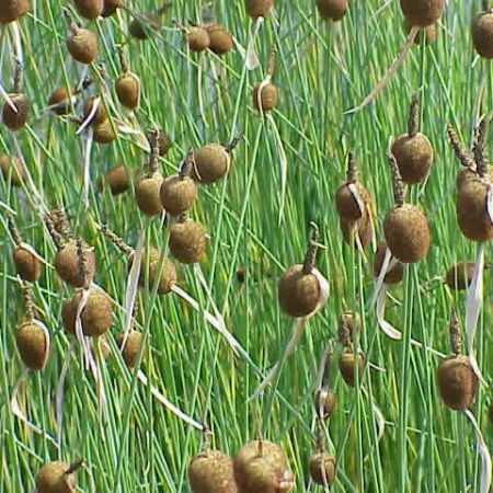 Typha minima (9cm pot)