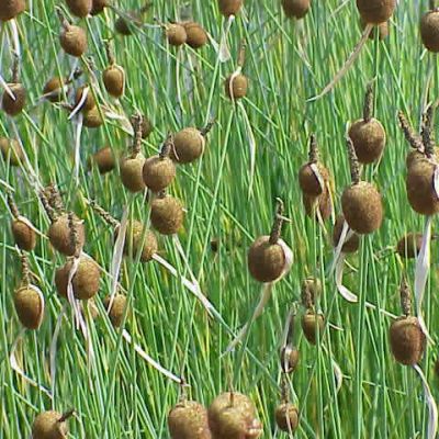 Typha minima (9cm pot)