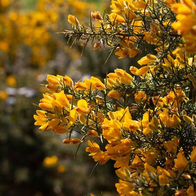 Ulex europaeus 'Plenus' - Image by Ciarán Ó Muirgheasa from Pixabay 
