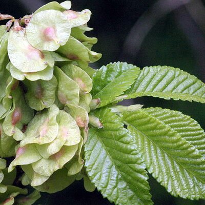 Ulmus Minor Vada - Photo by HermannSchachner (CC0 1.0)