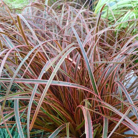 Uncinia Everflame - Photo taken at Ardcarne Garden Centre, Boyle – 29/08/2025