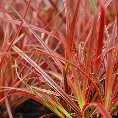 Uncinia Rubra 'Everflame' - Public Domain Image