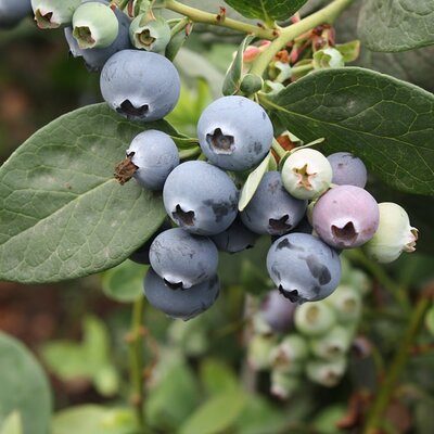 Vaccinium 'Berkeley' - Image by zasilvape from Pixabay  