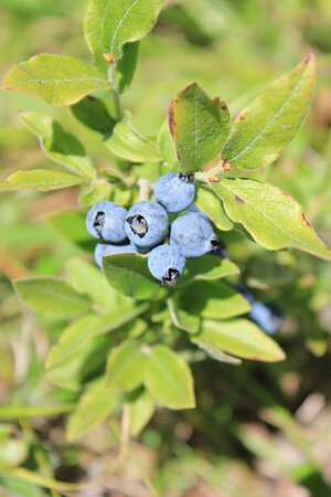 Vaccinium  'Blue Suede' - Photo by Treetime.ca (CC BY-SA 3.0)