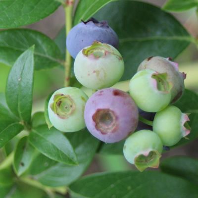 Vaccinium 'Bluecrop' - Image by Isabell Demuth from Pixabay 