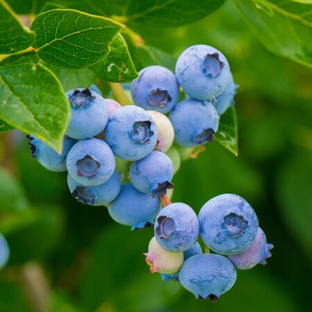 Vaccinium corymb. Brigitta Blue corymb. Brigitta Blue - Image by ?Christel? from Pixabay 