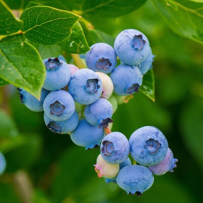 Vaccinium corymb. Brigitta Blue corymb. Brigitta Blue - Image by ?Christel? from Pixabay 