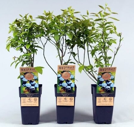 Vaccinium corymbosum 'Bluecrop'  - Image courtesy of Pannebakker