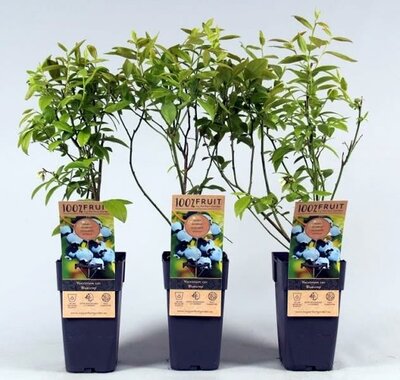 Vaccinium corymbosum 'Bluecrop'  - Image courtesy of Pannebakker