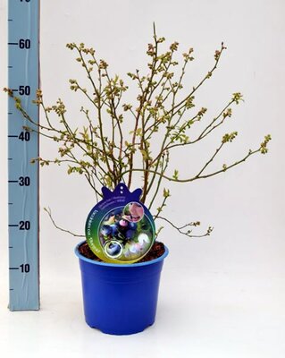 Vaccinium corymbosum 'Bluegold'  - Image courtesy of Pannebakker