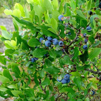 Vaccinium corymbosum 'Blueroma'® - Image by Pam Carter from Pixabay 