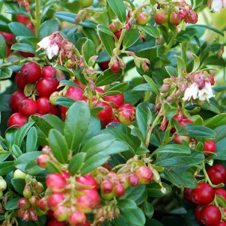 Vaccinium 'Fireballs' (13cm pot)