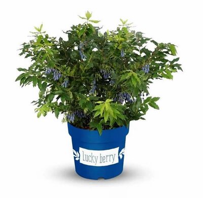 Vaccinium 'Lucky Berry' ® (4.6L pot)
