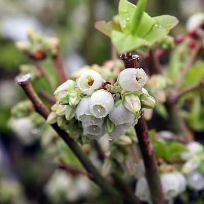 Vaccinium “Northland”