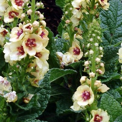Verbascum Dark Eyes - Image by Marc Pascual from Pixabay
